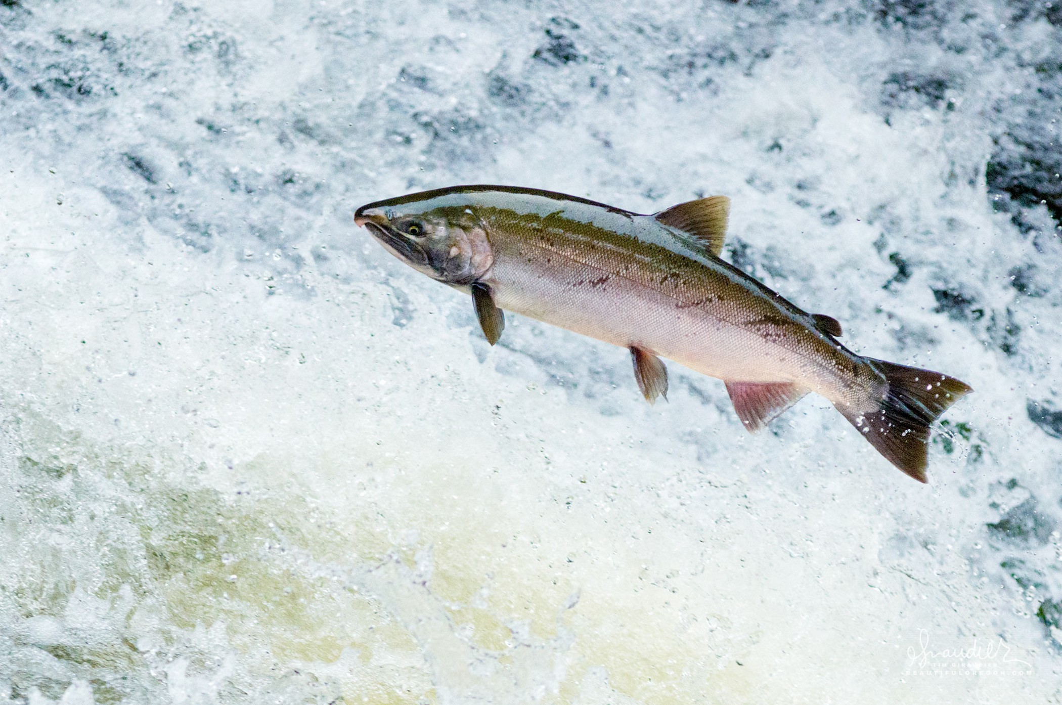 Oncorhynchus kisutch (Walbaum, 1792)